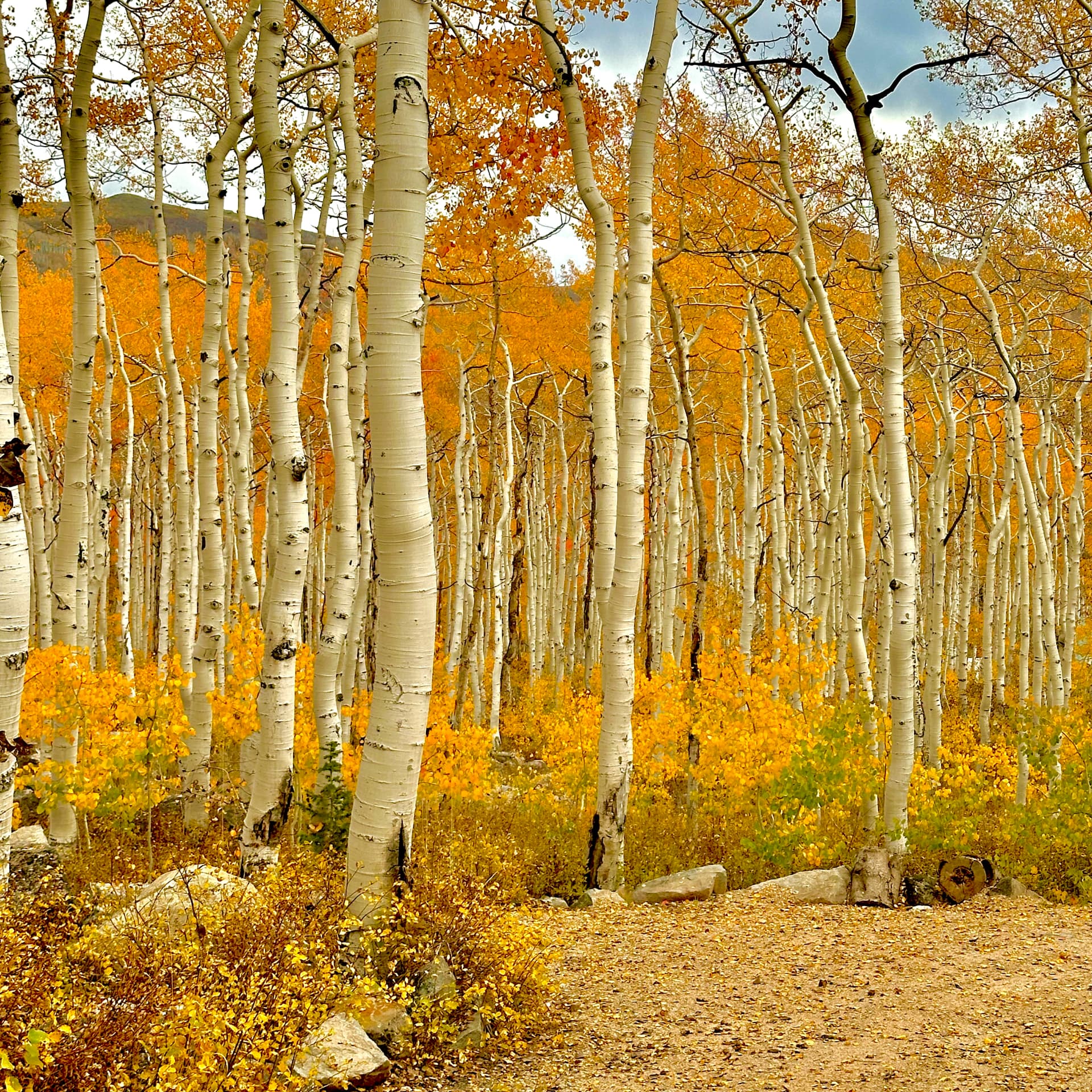 Sunlit aspen trees on a hike photographed by Kimberly Patterson